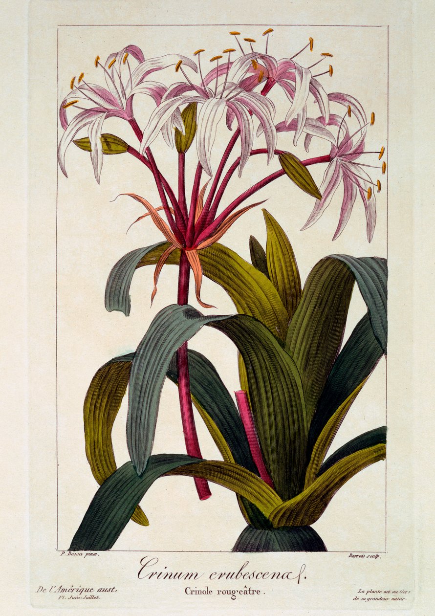 Crinum erubescens, 1836 (el boyaması gravür) by Pancrace Bessa