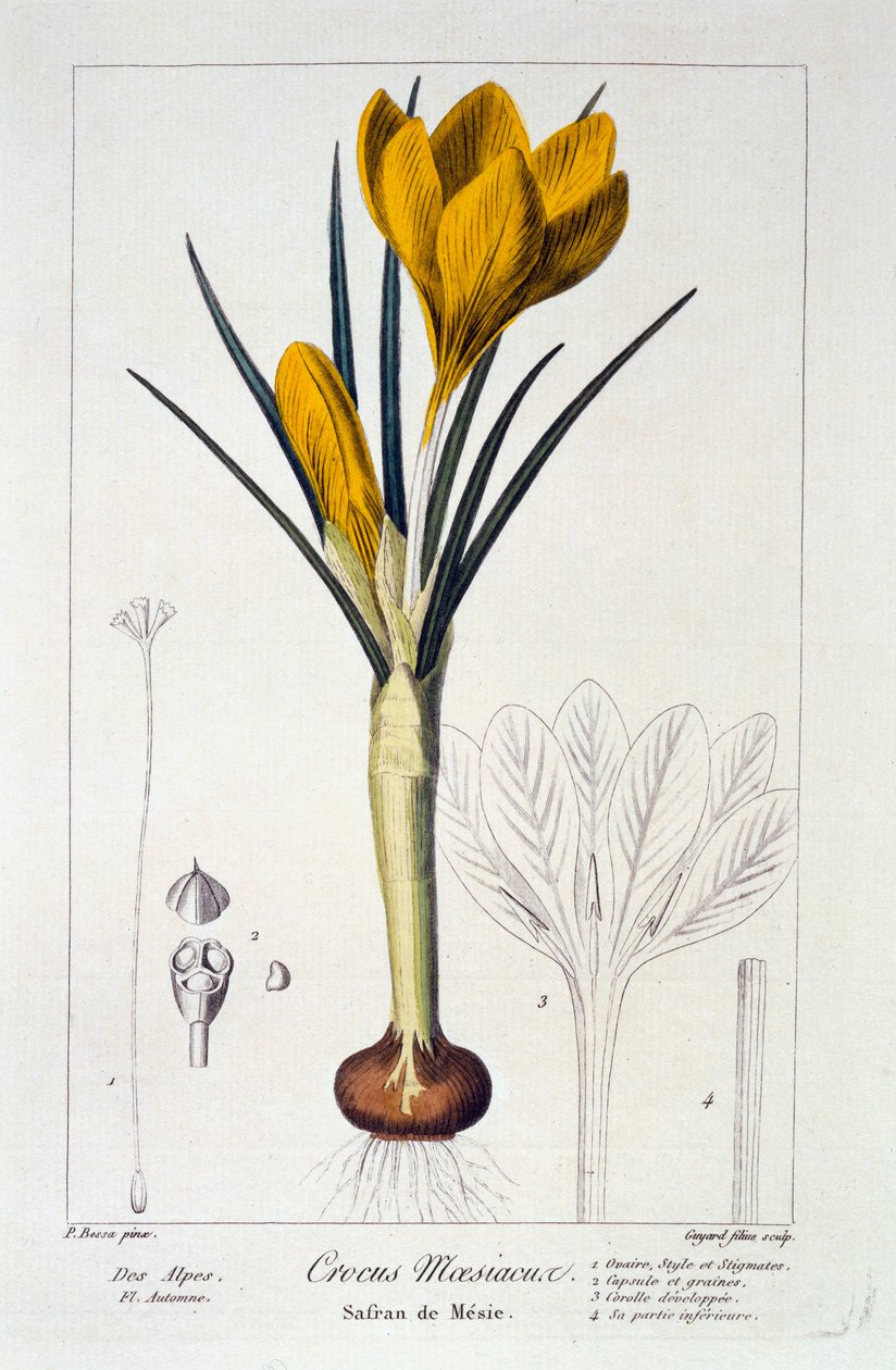 Crocus maesiacus, 1836 (el boyaması gravür) by Pancrace Bessa