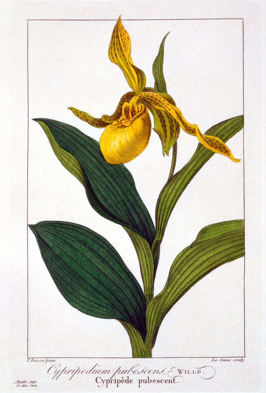 Cypripedium, 1836 (el boyaması gravür) by Pancrace Bessa