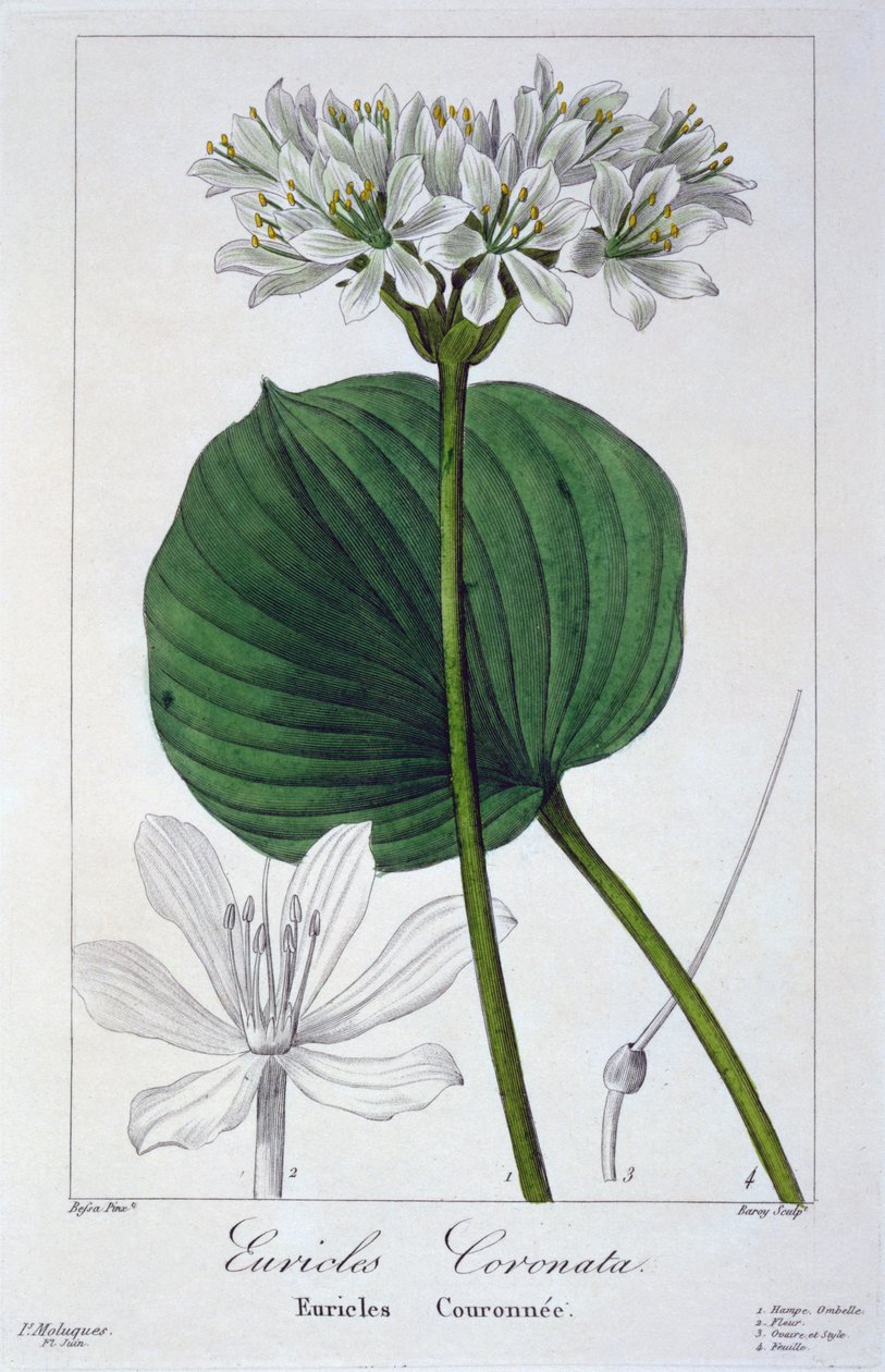 Euricles coronata, 1836 (el boyaması gravür) by Pancrace Bessa