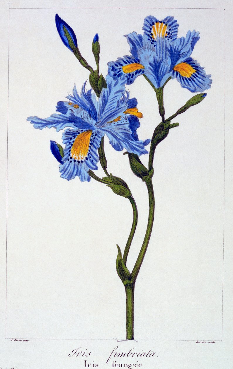 ಫ್ರಿಂಜ್ಡ್ ಐರಿಸ್, 1836 (ಕೈ-ಬಣ್ಣದ ಕೆತ್ತನೆ) ಟರ್ಕ್ by Pancrace Bessa