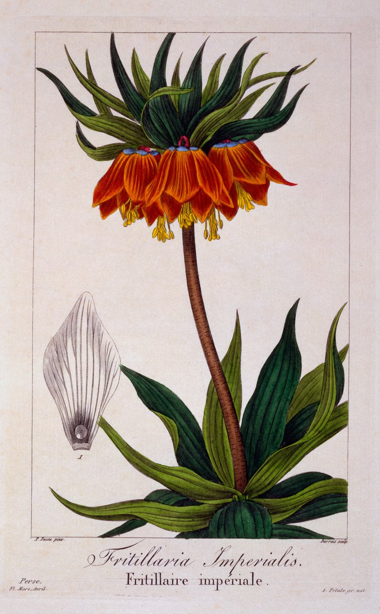 Fritillaria Imperialis, 1836 (el boyaması gravür) by Pancrace Bessa
