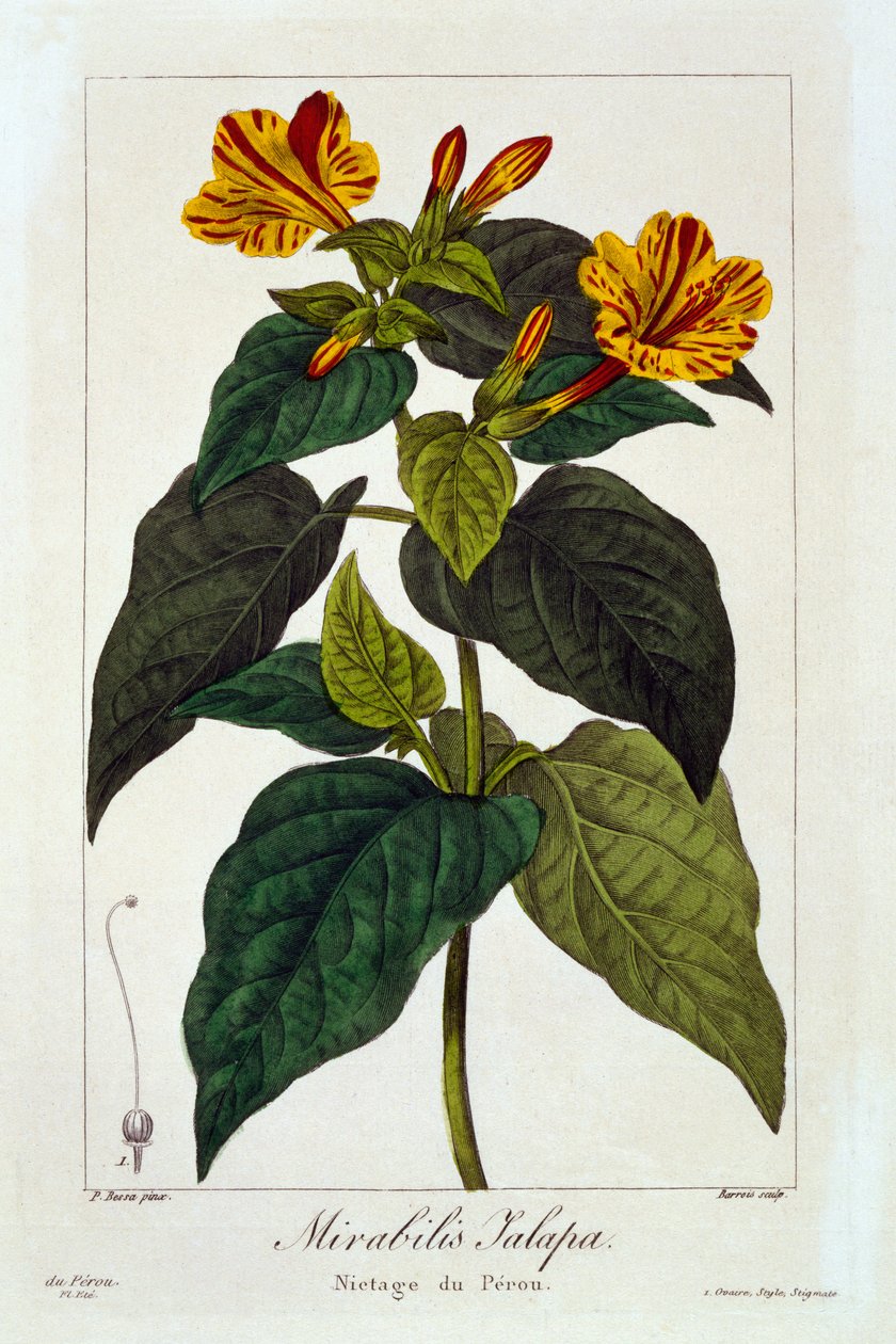 Ipomea purga, 1836 (el boyaması gravür) by Pancrace Bessa