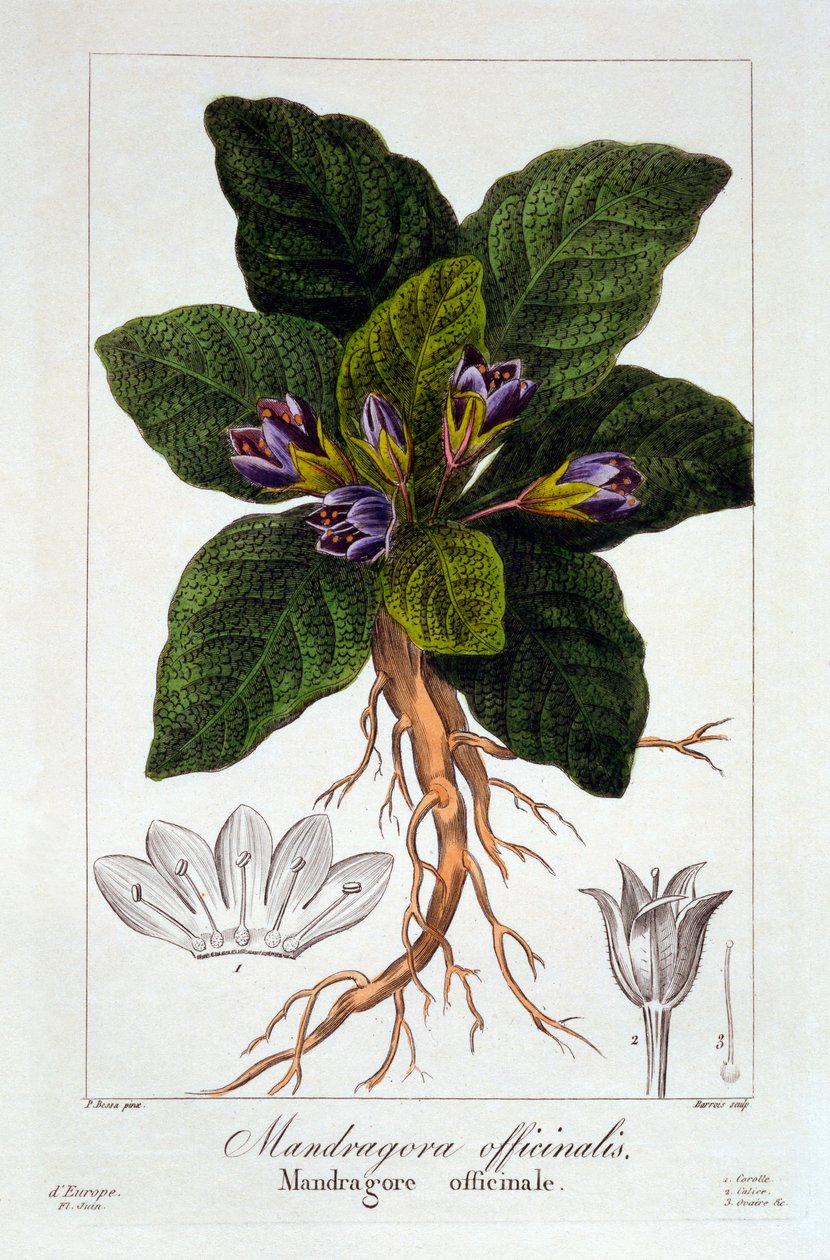 Mandragora officinarum, 1836 (el boyaması gravür) by Pancrace Bessa