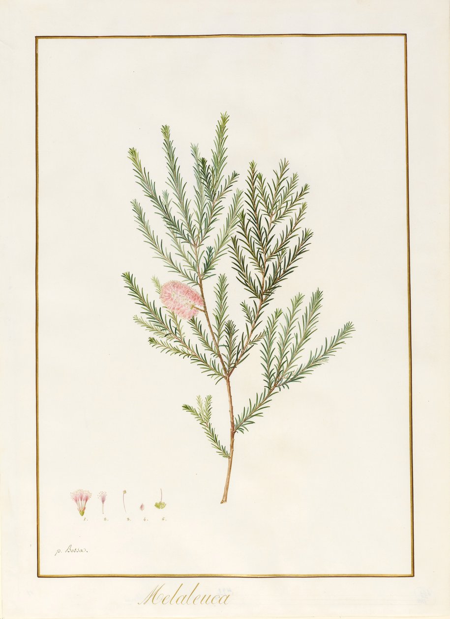 Melaleuca, Bloom