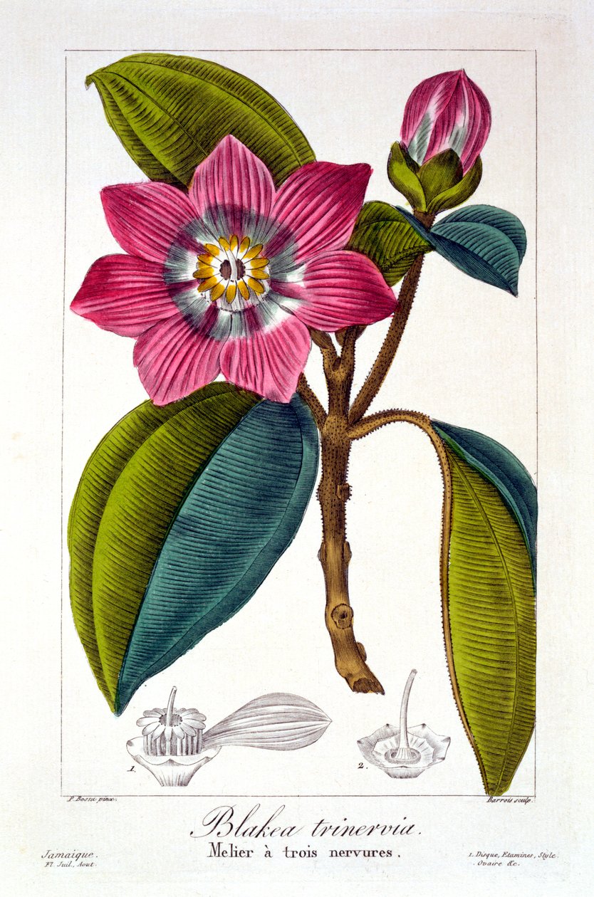 Melier, 1836 (el boyaması gravür) by Pancrace Bessa