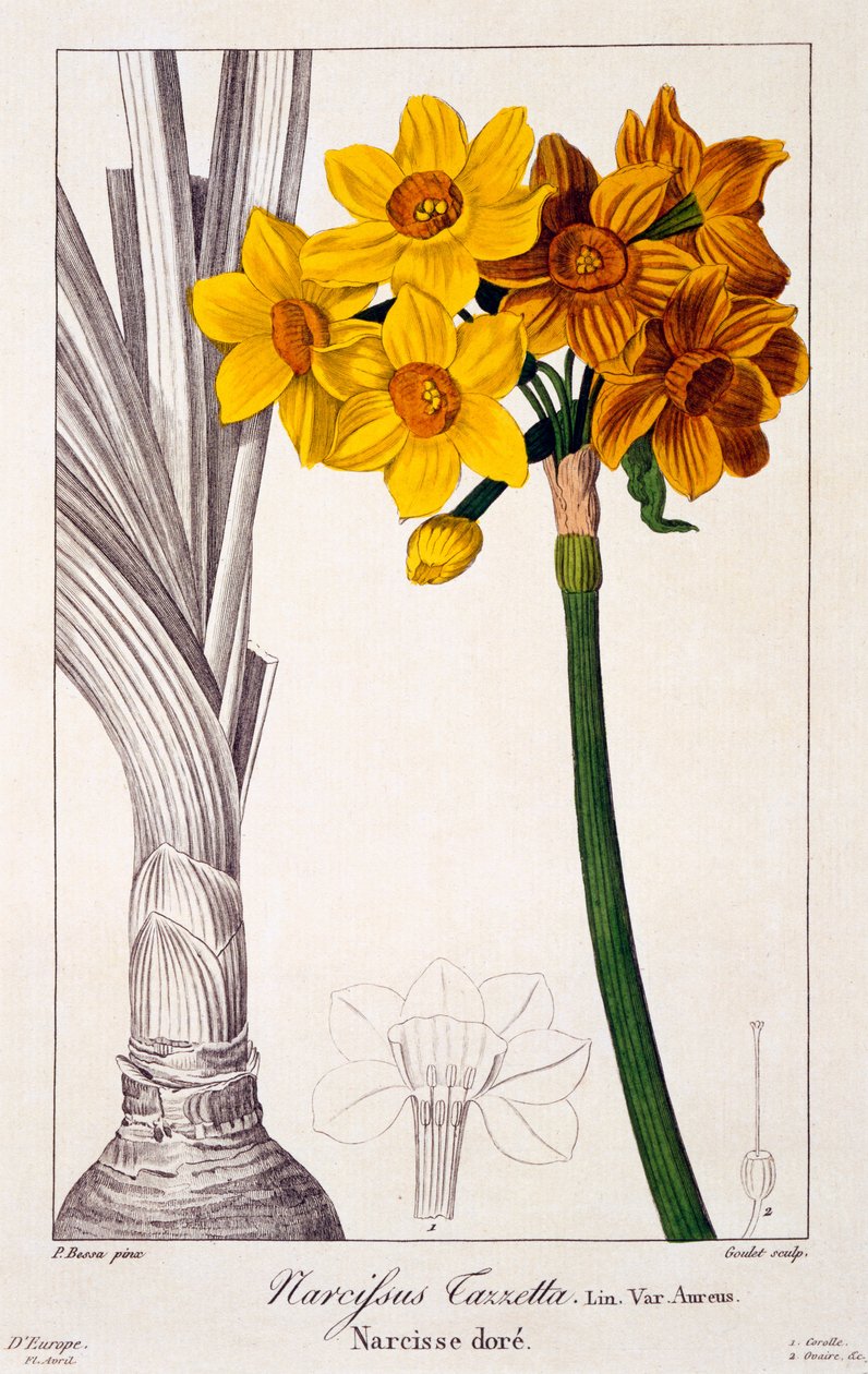 Narcissus tazetta, 1836 (el rengi gravür) by Pancrace Bessa