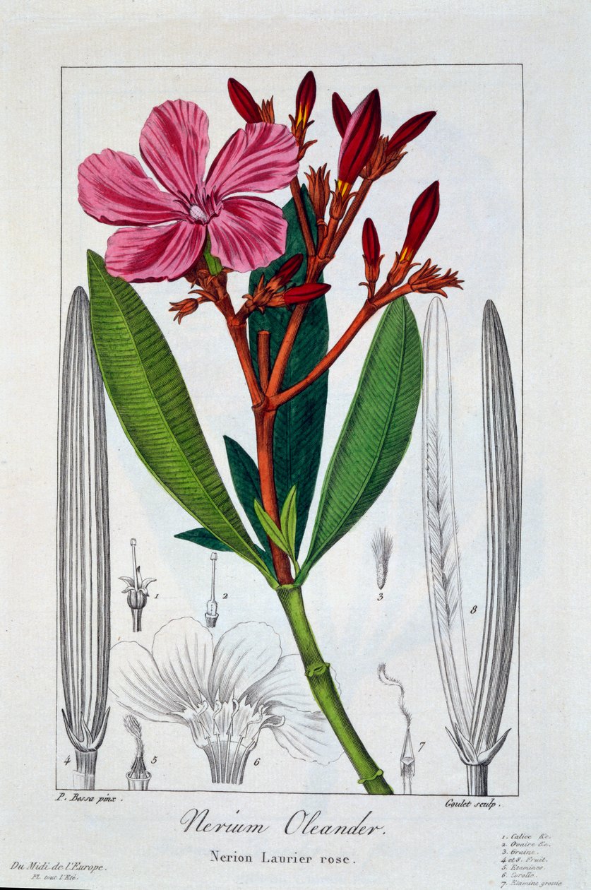 ನೆರಿಯಮ್ ಒಲಿಯಾಂಡರ್, 1836 (ಕೈ-ಬಣ್ಣದ ಕೆತ್ತನೆ) ಟರ್ಕ್ by Pancrace Bessa