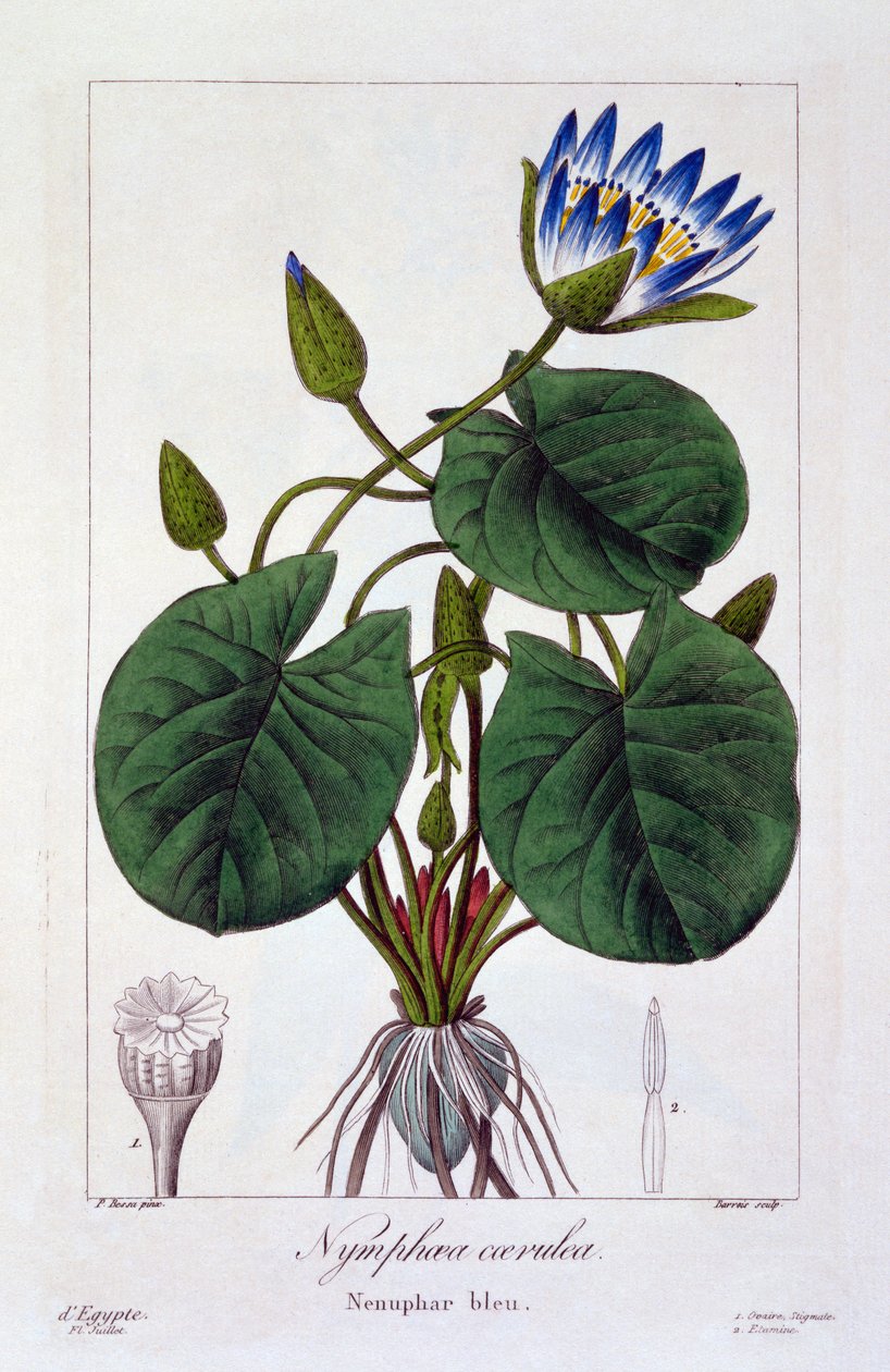 Nymphaea caerulea, 1836 (el boyaması gravür) by Pancrace Bessa
