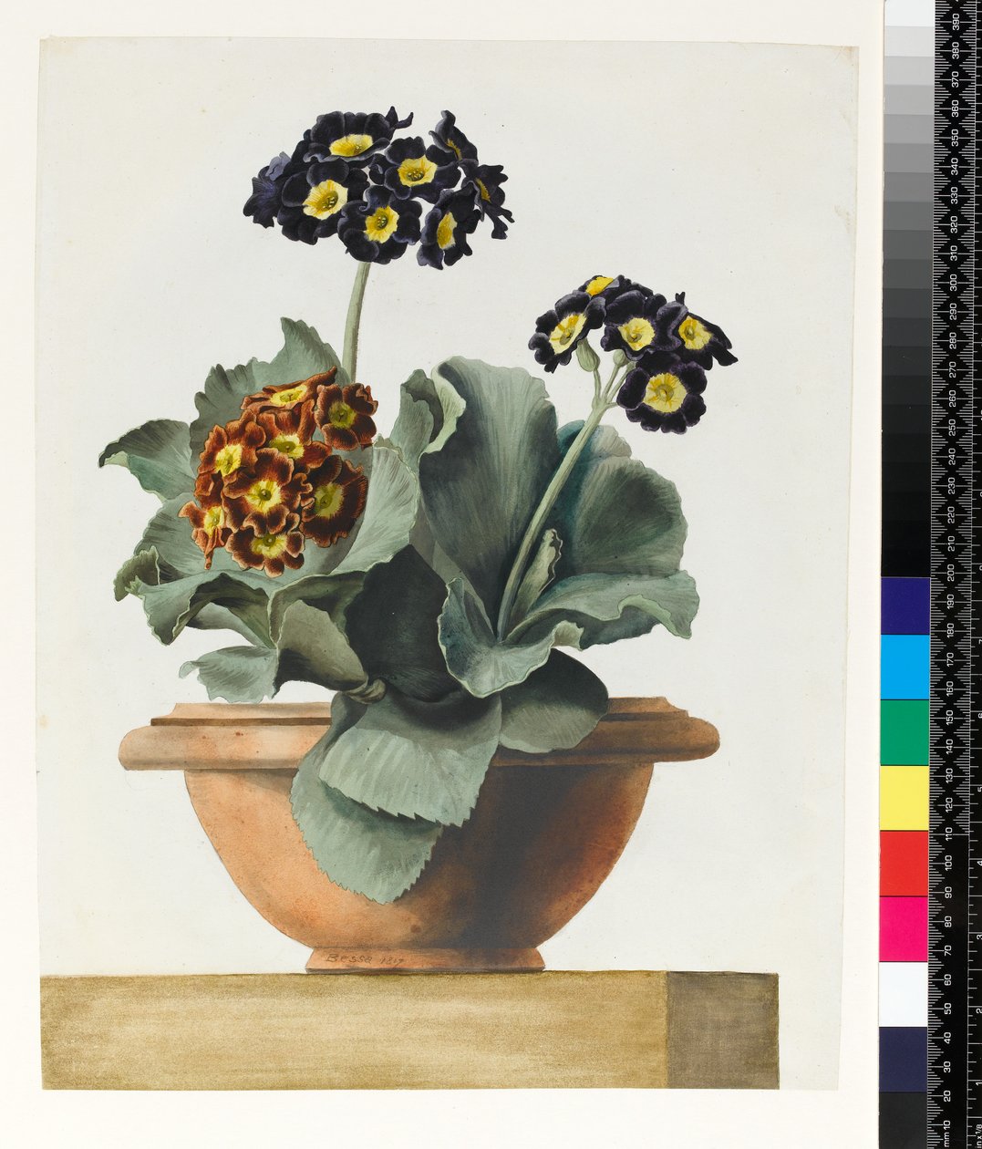 PD.199-1973 Saksı Aurikül, 1817 by Pancrace Bessa