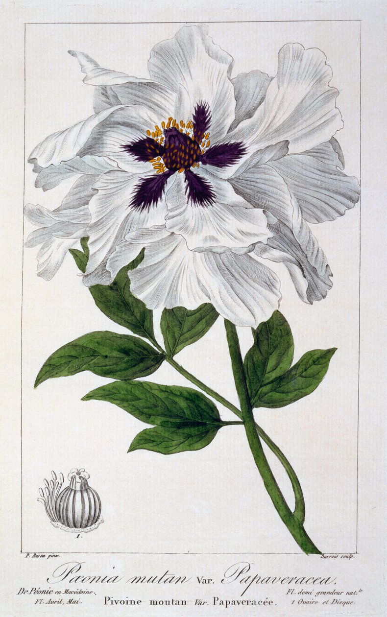 Paeonia suffruticosa, 1836 (el boyaması gravür) by Pancrace Bessa