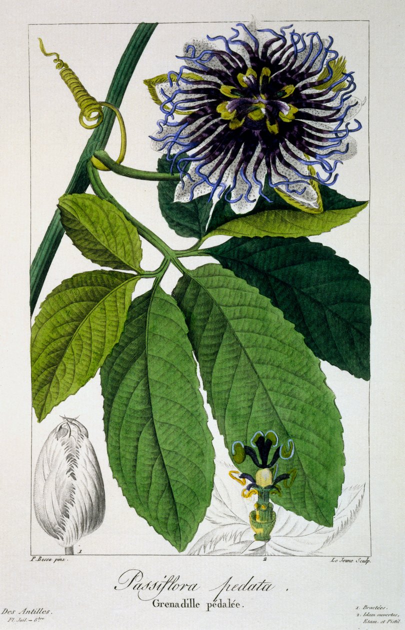 Passiflora pedata veya Passion Flower, 1836 (el boyaması gravür) by Pancrace Bessa