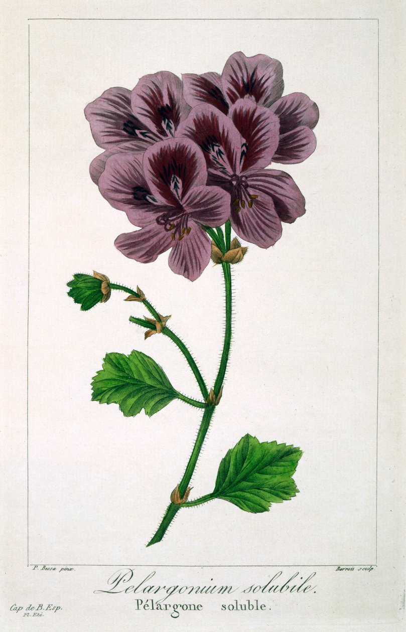 Pelargonium, 1836 (el boyaması gravür) by Pancrace Bessa