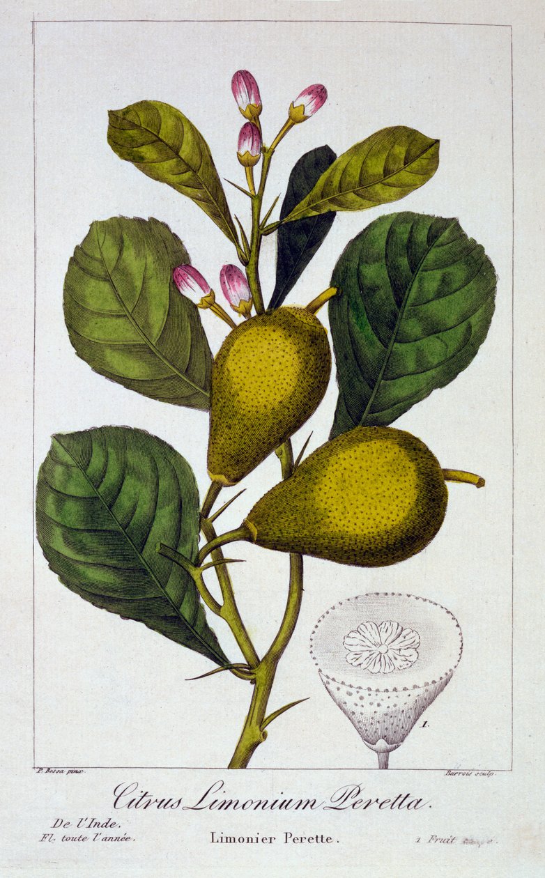 Peretta limon, 1836 (el boyaması gravür) by Pancrace Bessa