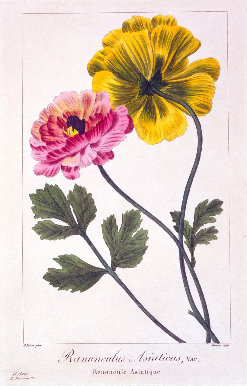 İran düğün çiçeği, 1836 (el boyaması gravür) by Pancrace Bessa