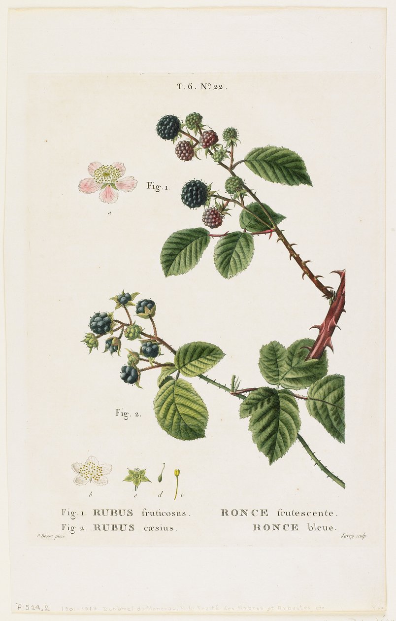 Meyveli böğürtlen. Yabanmersini, Traites des Arbres et Fruitiers