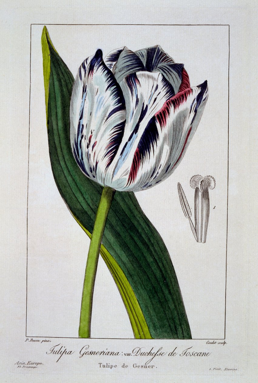 Tuscany Düşesi Lalesi, 1836 (el boyaması gravür) by Pancrace Bessa