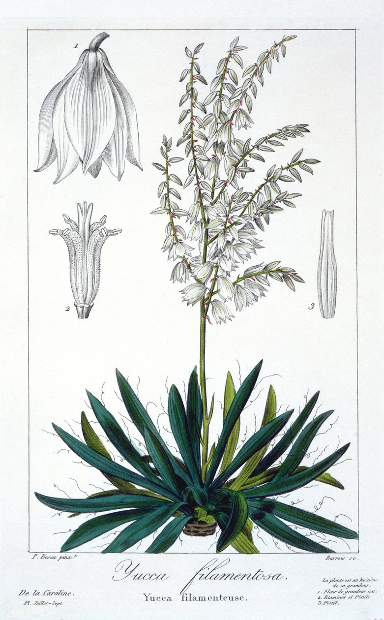 ಯುಕ್ಕಾ ಫಿಲಾಮೆಂಟೋಸಾ, 1836 (ಕೈ-ಬಣ್ಣದ ಕೆತ್ತನೆ) ಟರ್ಕ್ by Pancrace Bessa