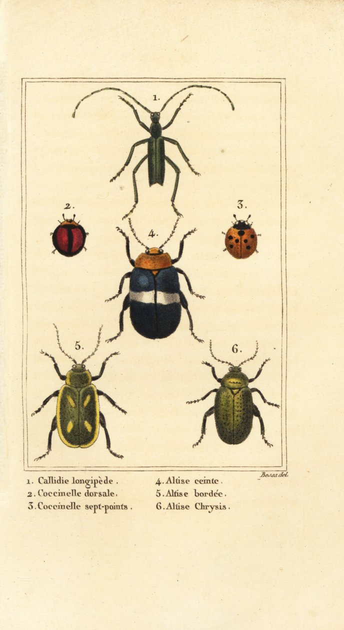 Callidium longipes 1, ladybirds, Jauravia dorsalis 2, Coccinella septempunctata 3, pire böcekleri, Altica cincta 4, Altica emarginata 5 ve Altica chrysis 6 by Pancrace (after) Bessa