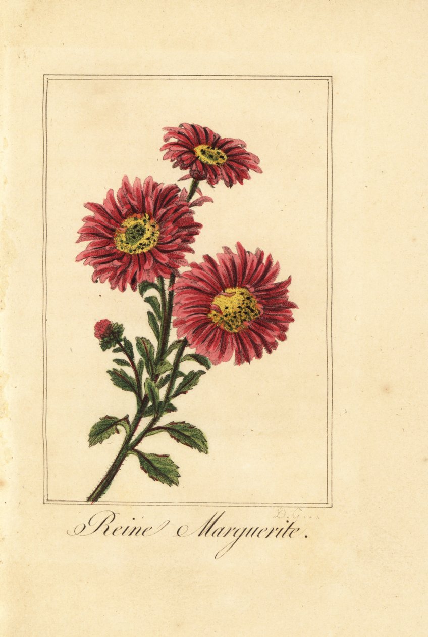 Çin aster, reine marguerite, Callistephus chinensis by Pancrace (after) Bessa