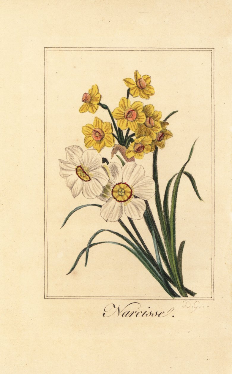 Nergis çeşitleri, Narcisse, Narcissus poeticus ve Narcissus pseudonarcissus by Pancrace (after) Bessa