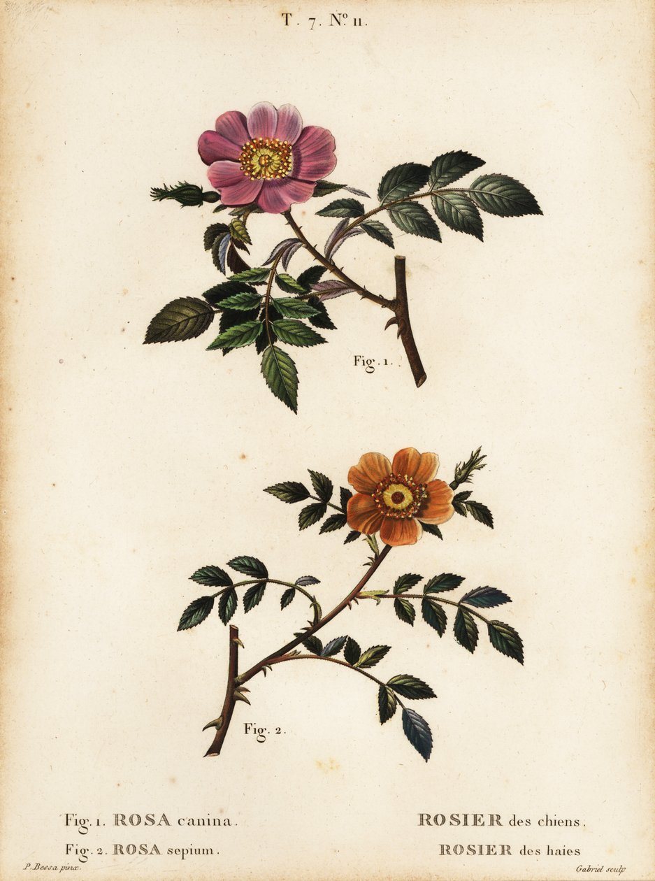 Köpek gülü, Rosa canina, Rosier des Chiens 1 ve küçük yapraklı tatlı yaban mersini, Rosa sepium, Rosa agrestis, Rosier des Haies 2 by Pancrace (after) Bessa