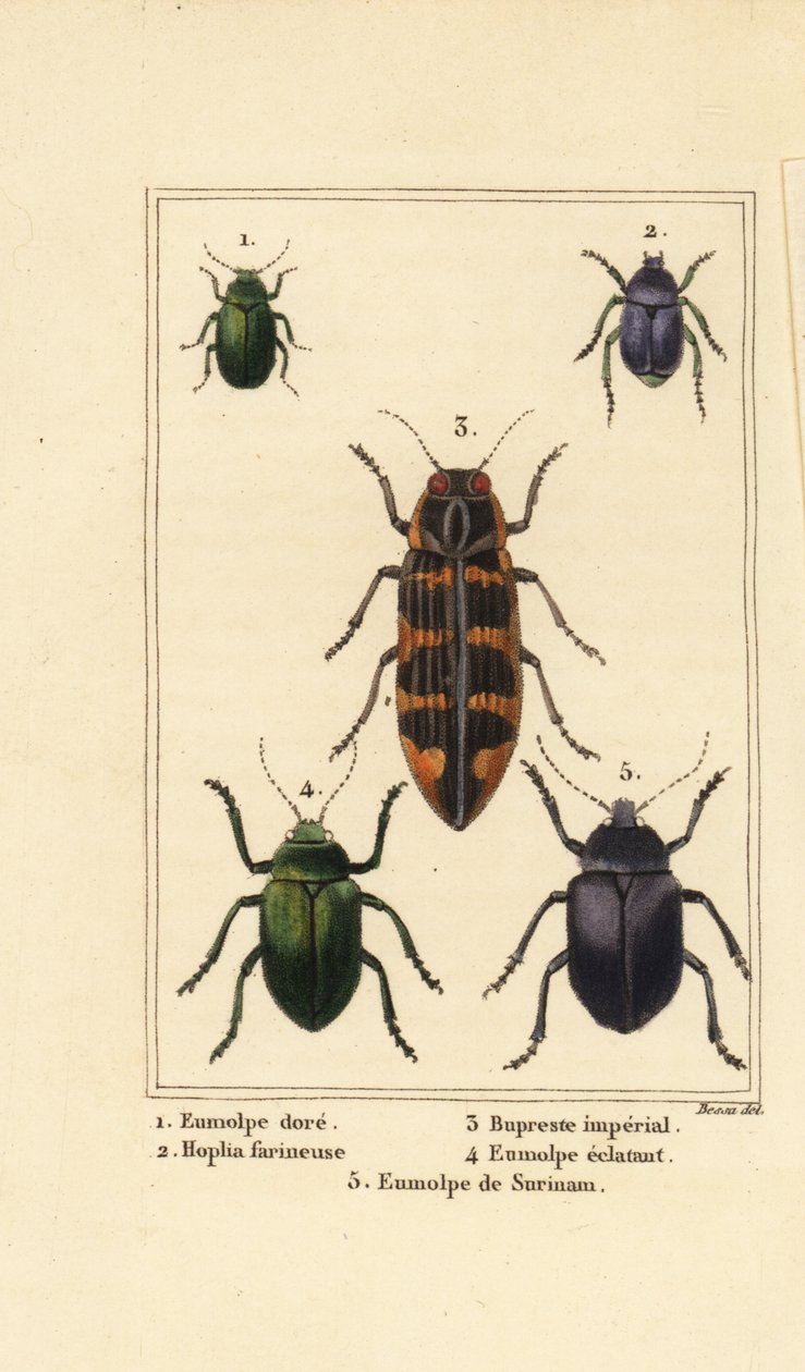 Dogbane böceği, Chrysochus auratus 1, Hoplia argentea 2, banksia mücevher böceği, Cyrioides Imperialis 3, Eumolpus fulgidus 4 ve Eumolpus surinamensis 5 by Pancrace (after) Bessa