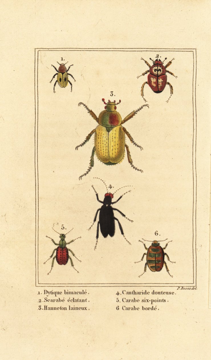 Dytiscus bimaculatus 1, bok böceği 2, hamamböceği, Melolontha melolontha 3, Cantharis böceği 4, Carabus sexpunciatus 5 ve Omophron limbatum 6 by Pancrace (after) Bessa