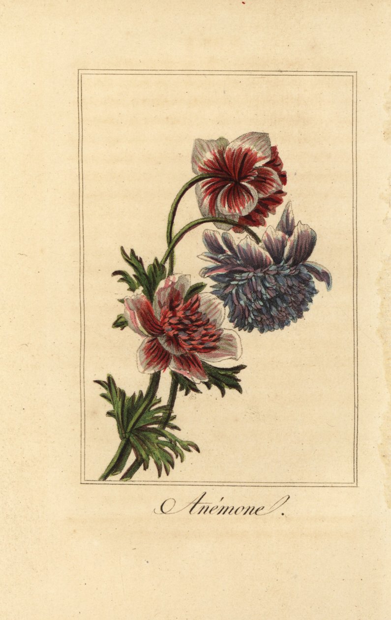 Hibrit haşhaş anemon, Anemon coronaria by Pancrace (after) Bessa