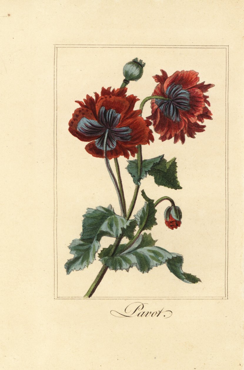Haşhaş, pavot, Papaver rhoeas