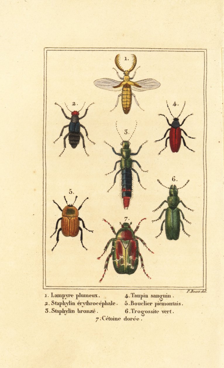 Lampyris böceği, rove böceği, Staphylinus erythropterus 2, Staphylinus türleri 3, Ampedus sanguineus 4, Silpha pedemonta 5, Temnoscheila virescens 6 ve gül chafer, Cetonia aurata 7 by Pancrace (after) Bessa