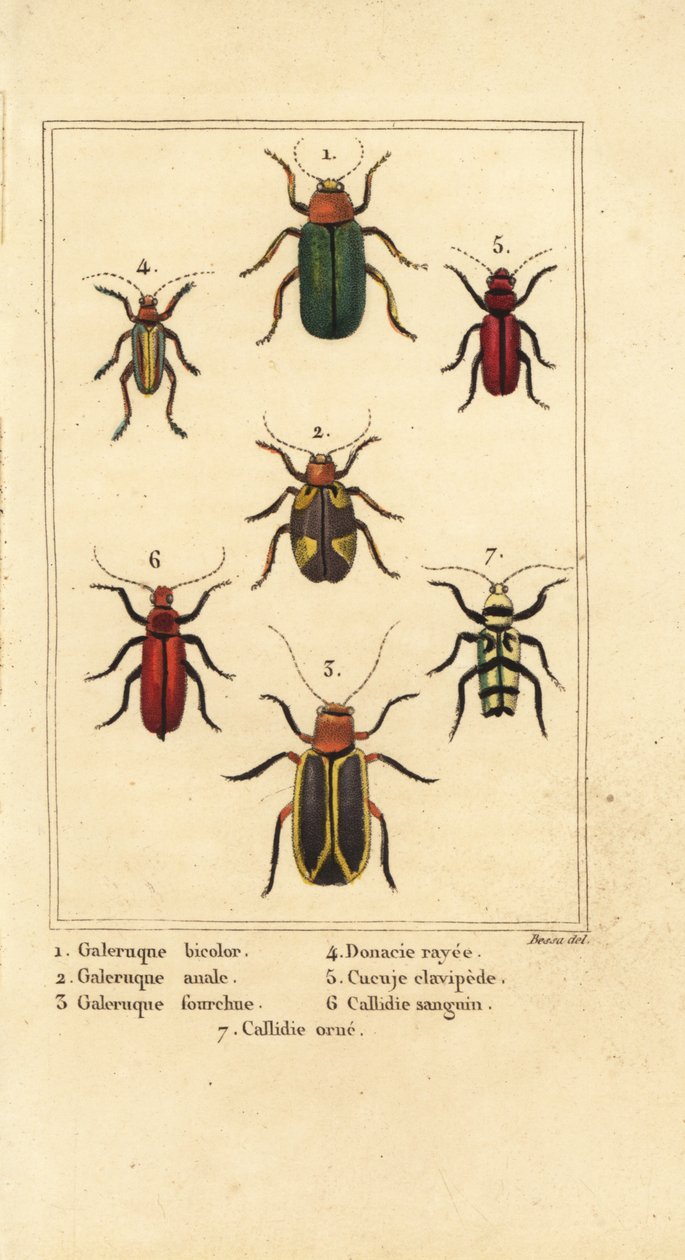 Yaprak böcekleri, Galeruca türleri 1, Aulacophora analis 2, Cyclotrypema furcata 3, Donacia vittata 4, yassı kabuk böceği, Cucujus clavipes 5, Pyrrhidium sanguineum 6 ve Chlorophorus varius 7 by Pancrace (after) Bessa