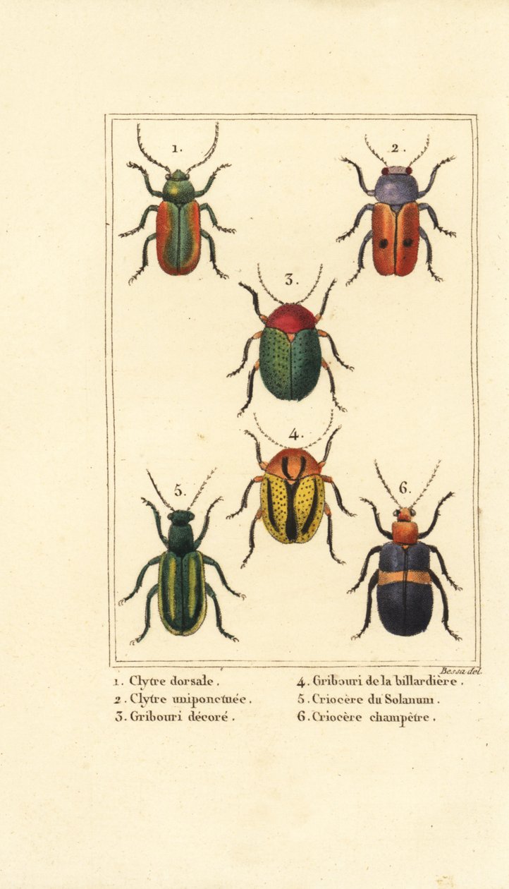 Yaprak böcekleri: Smaragdina limbata 1, Clytra laeviuscula 2, Cryptocephalus böcekleri 3,4, Crioceris solani 5 ve Chrysomela campestris 6 by Pancrace (after) Bessa