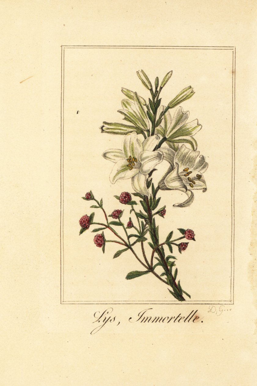 Zambak ve kırmızı sonsuz, Lys ve ölümsüz, beyaz zambak ve kanlı Helichrysum by Pancrace (after) Bessa