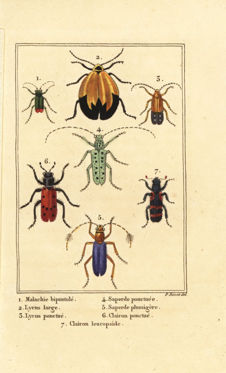 Malakit böceği, Malachius bipustulatus 1, ağ kanatlı böcekler, Lycus melanurus 2, Lycus punctatus 3, Saperda punctata 4, Saperda türleri 5, Trichodes octopunctatus 6 ve Trichodes apiarius 7 by Pancrace (after) Bessa