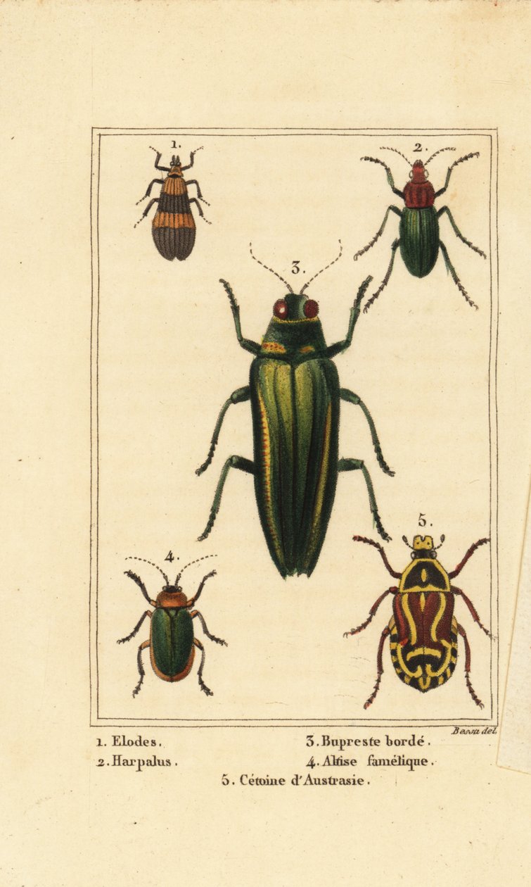 Bataklık böceği, Elodes 1, Harpalus böceği 2, mücevher böceği, Buprestis 3, pire böceği, Altica famalica 4 ve gül reşo, Cetonia türleri 5 by Pancrace (after) Bessa