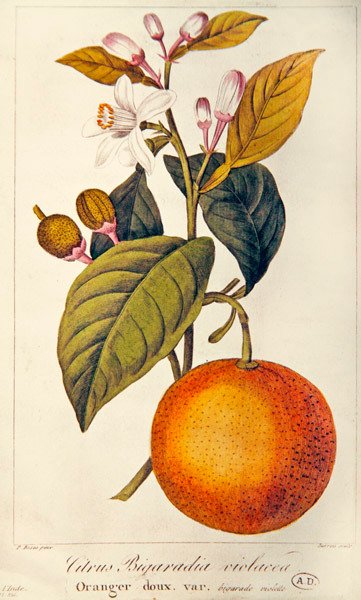 Turuncu, Barois tarafından gravür, 1820 dolayları (renkli gravür) by Pancrace (after) Bessa
