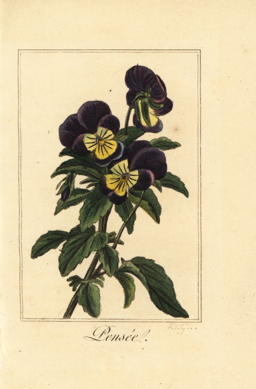 Hercai Menekşe, pensee, Viola tricolor var by Pancrace (after) Bessa