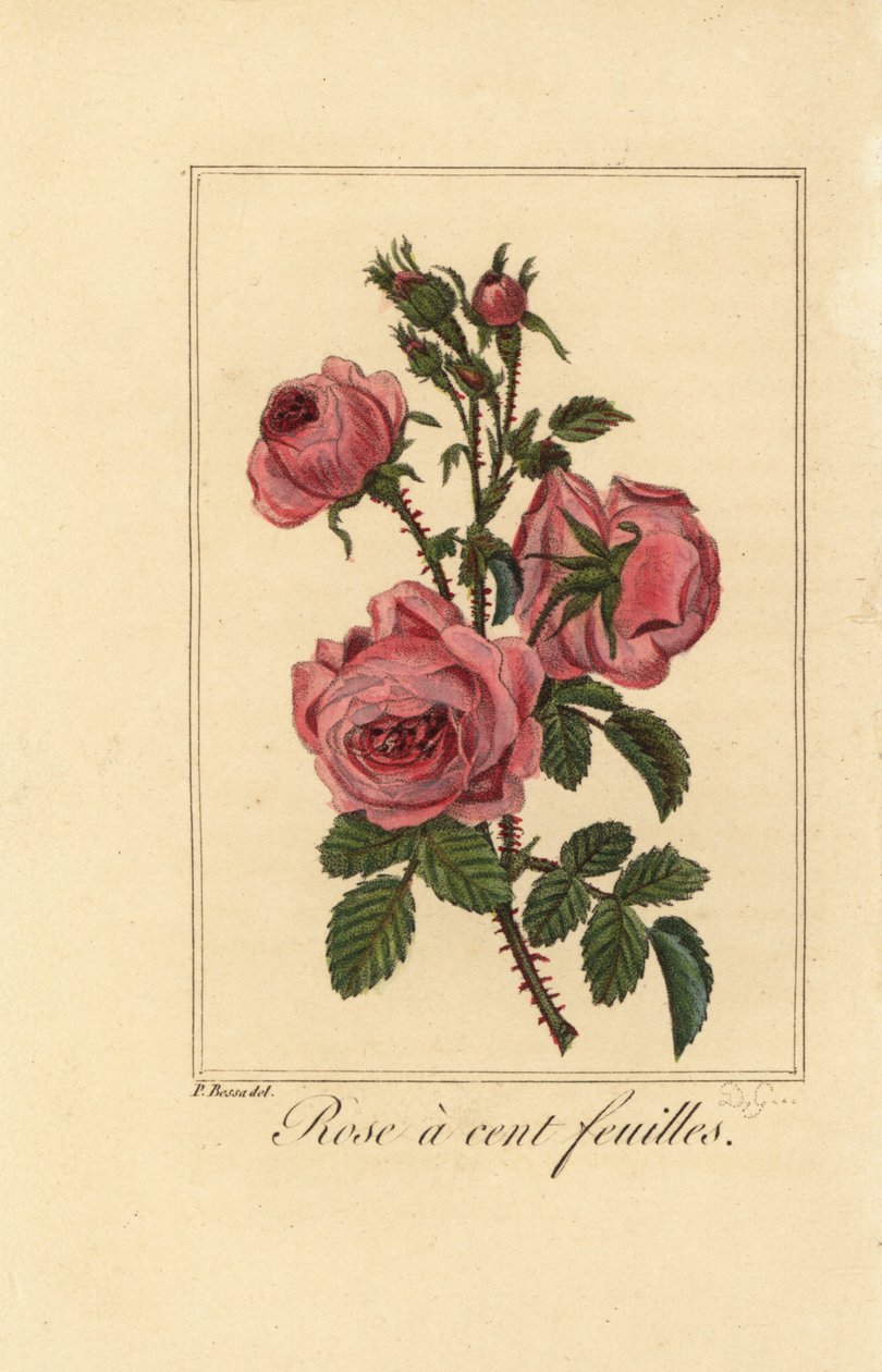 Provence pembe altın lahana gülü, Yüz yapraklı gül, Rosa centifolia by Pancrace (after) Bessa
