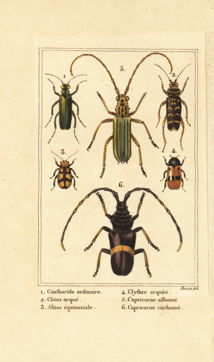 İspanyol sinek böceği, Lytta vesicatoria 1, yaban arısı böceği, Clytus arietis 2, Altica equinoctialis 3, Clytra quadripunctata 4, uzun boynuz böcekleri, Chlorida festiva 5 ve Trachyderes succinctus 6 by Pancrace (after) Bessa
