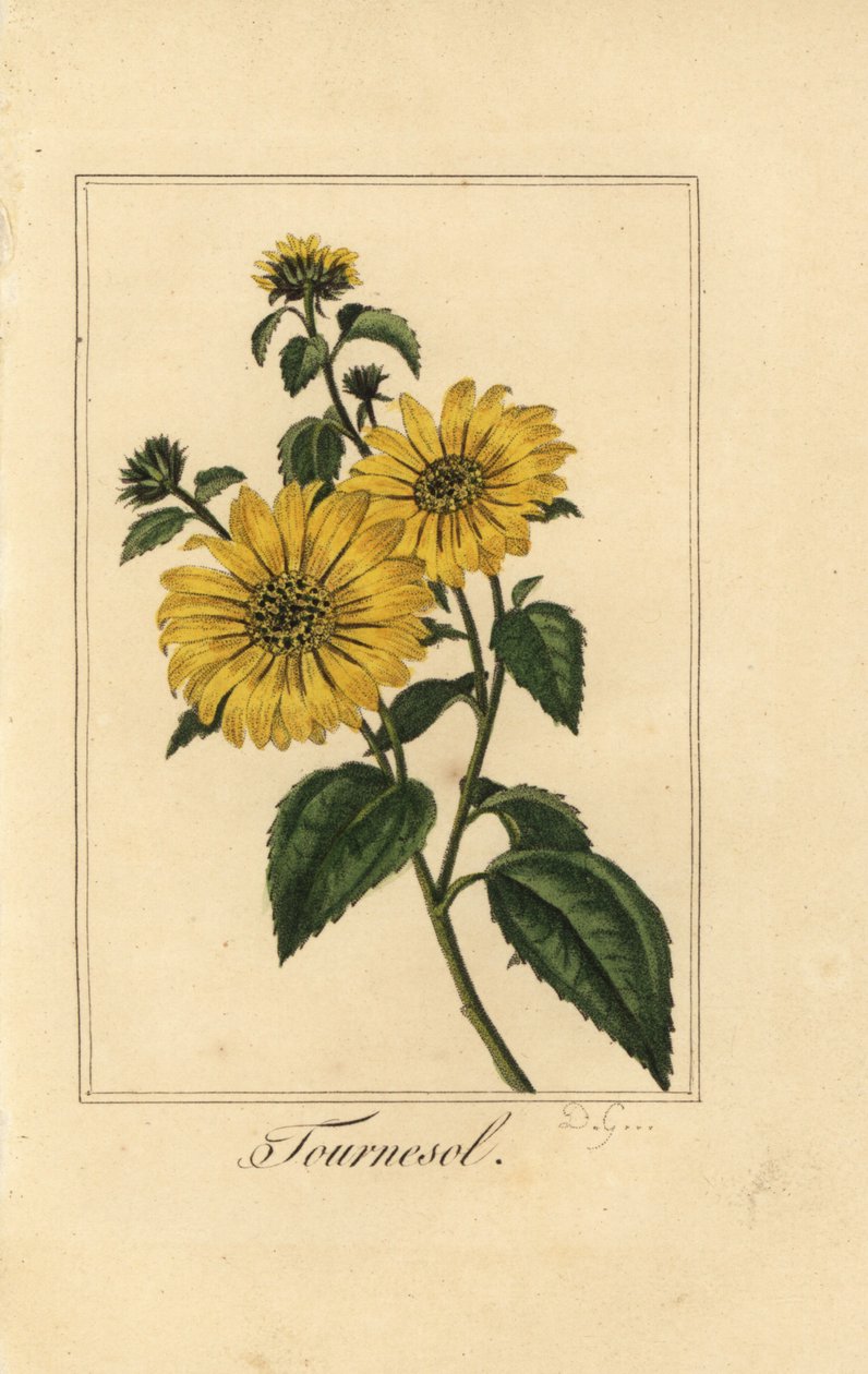 Ayçiçeği, tournesol, Helianthus annuus by Pancrace (after) Bessa