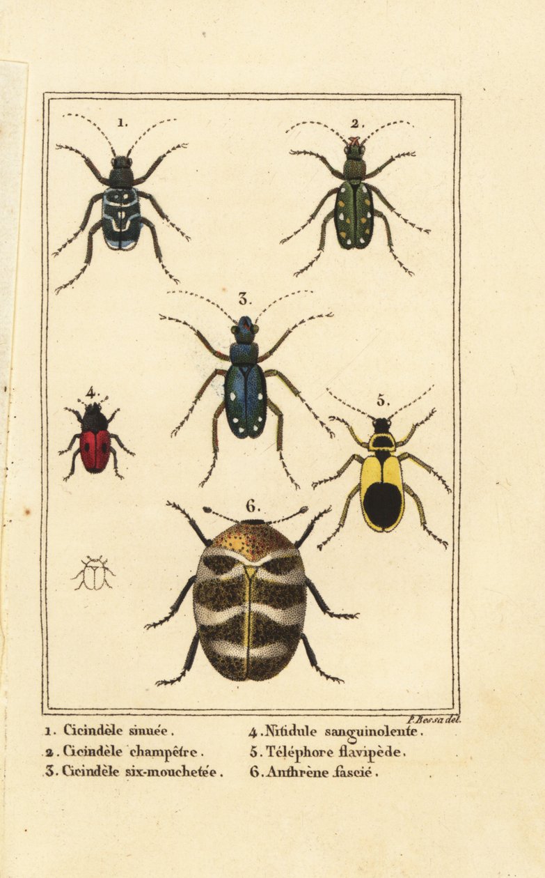 Kaplan böcekleri, Cicindela sinuata 1, Cicindela campestris 2, Cicindela sexguttata 3, Nitidula sanguinolenta 4, çeşitli halı böceği, Telephore flavipede 5, Anthrenus verbasci 6 by Pancrace (after) Bessa