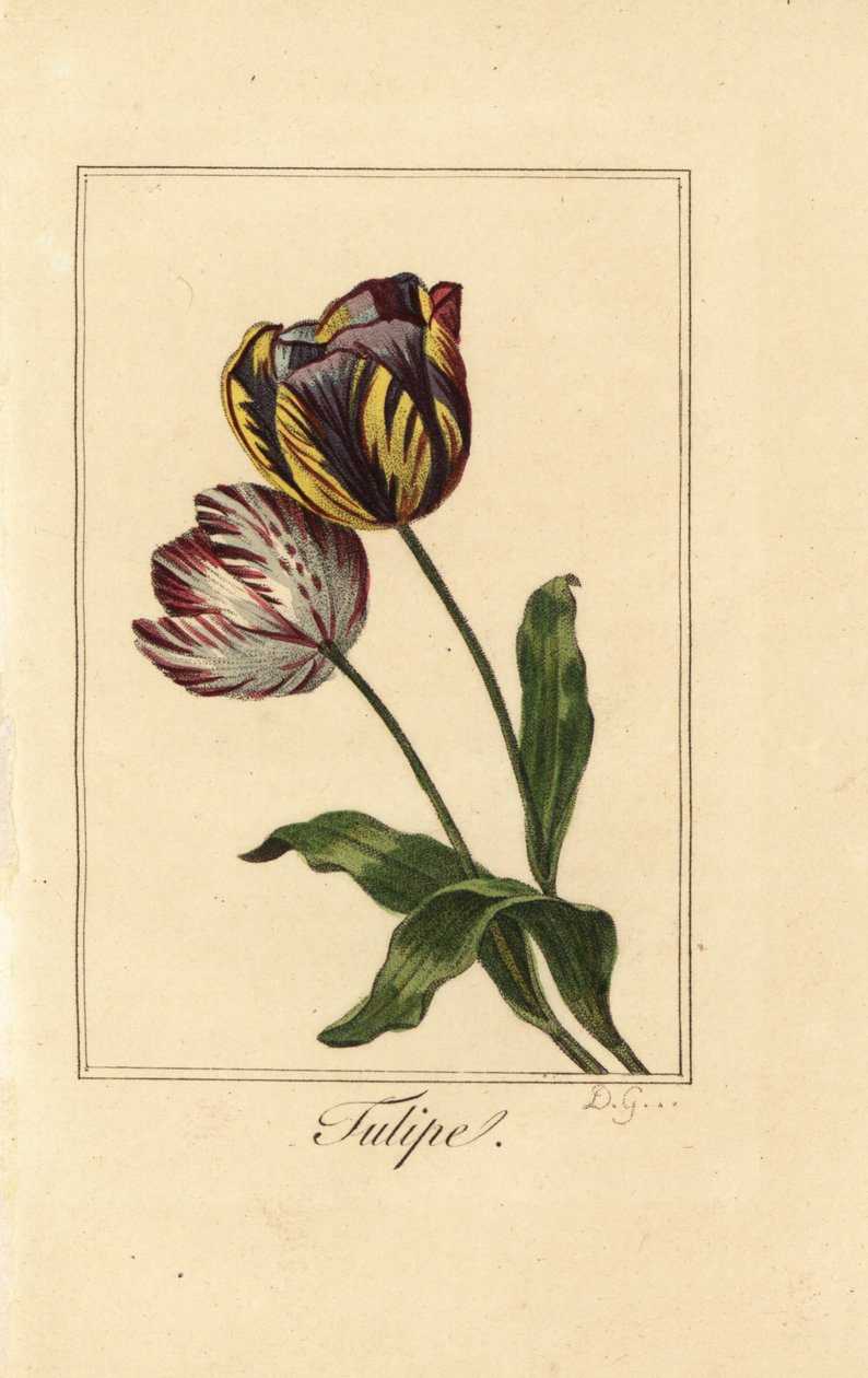 Lale Çeşitleri, Lale, Tulipa gesneriana by Pancrace (after) Bessa