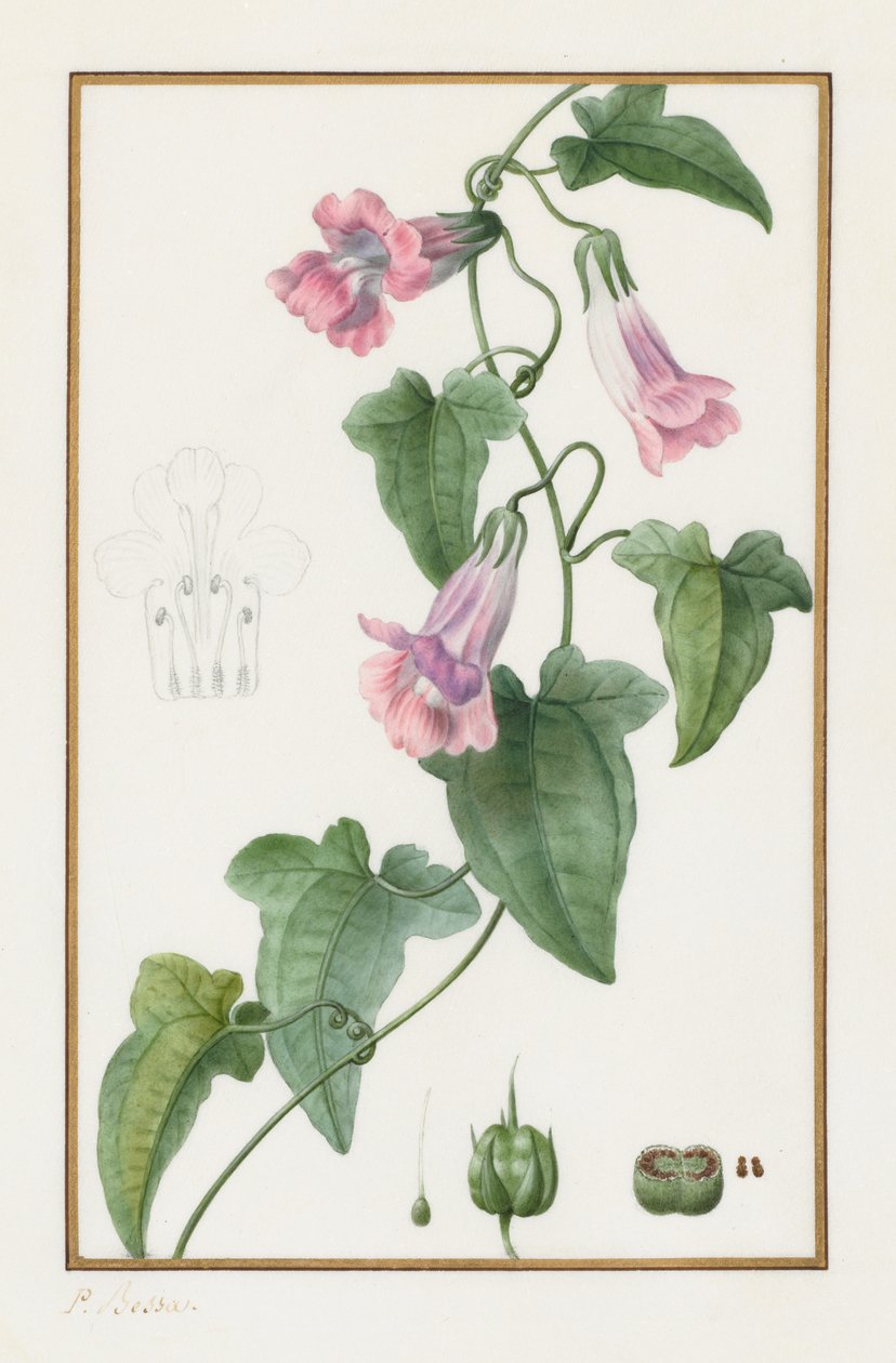 (Botanik: Maurandia semperflorens) by Pancrace Bessa