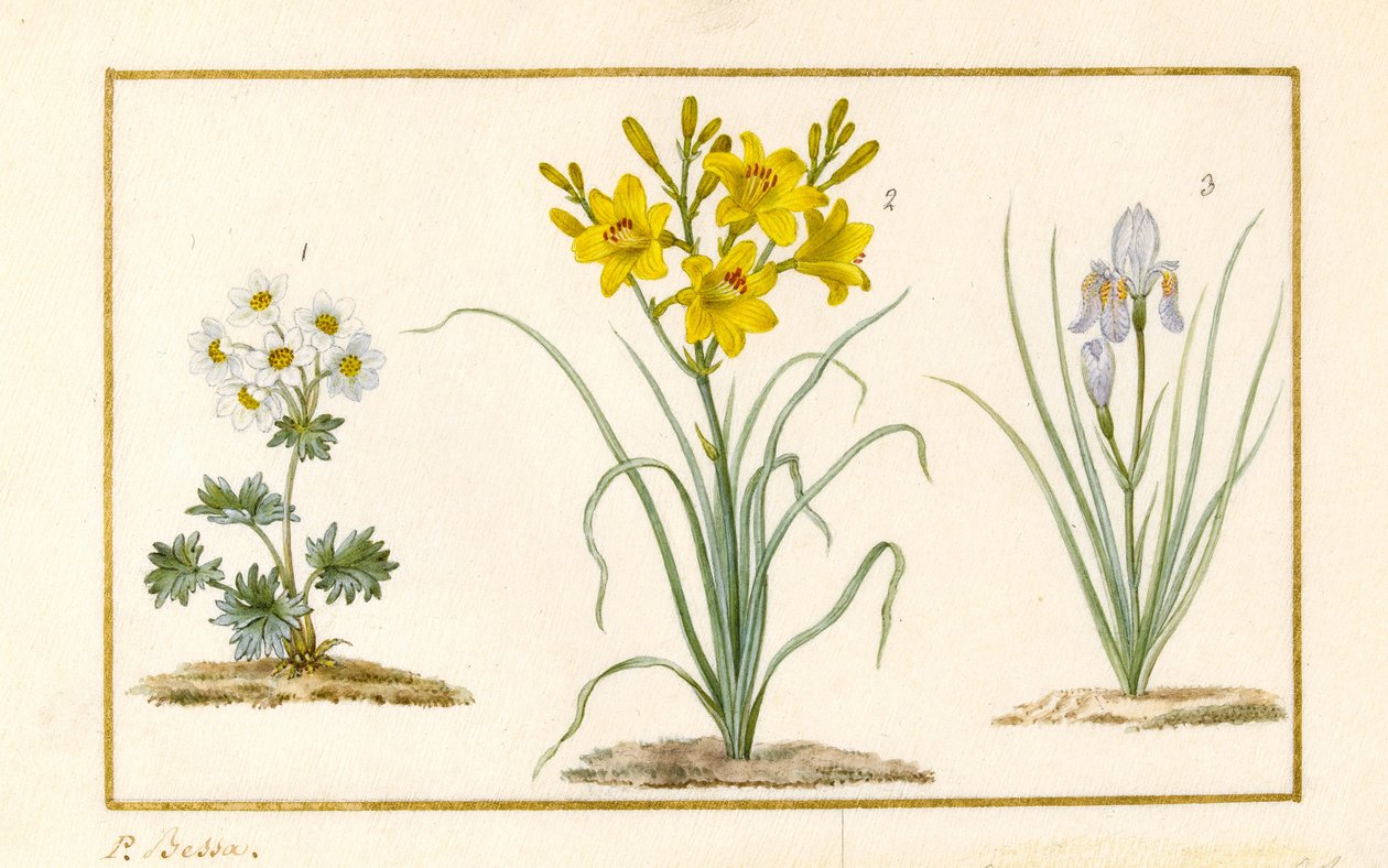 Annemone, Hemerocale ve Iris (detay) (grafit, wc ve parşömen üzerine gövde rengi) by Pancrace Bessa