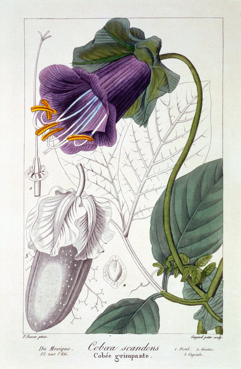 Cobaea scandens, 1836 (el boyaması gravür) by Pancrace Bessa