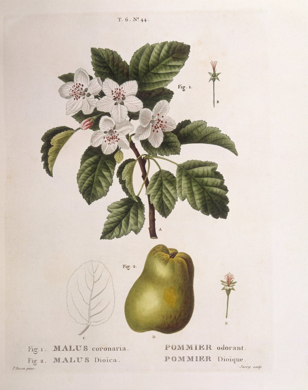 Yengeç elma (Malus coronaria), Henry Louis Duhamel du Monceau, Pancrace Bessa