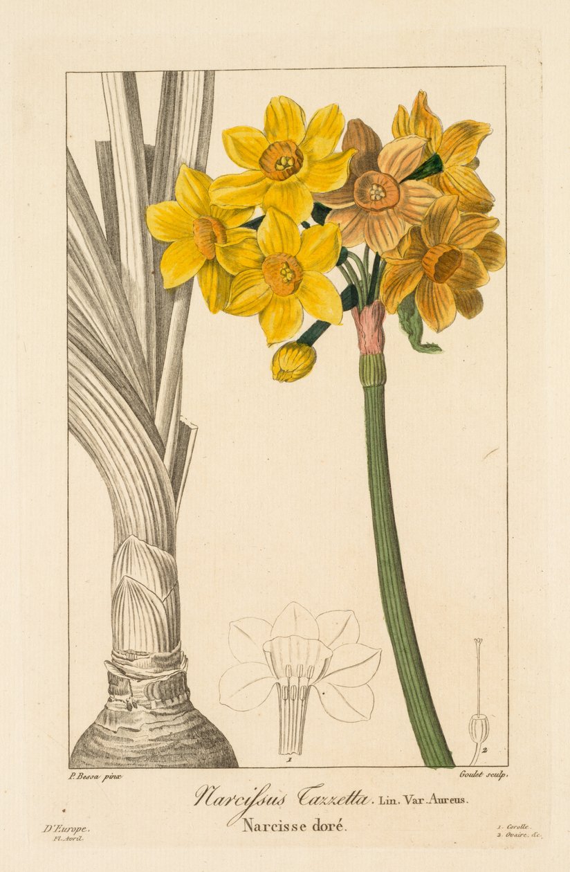 Bahçıvanlar, Hobiler ve Üreticiler Flora: Polyanthus veya Cluster Narcissus, 1836. by Pancrace Bessa