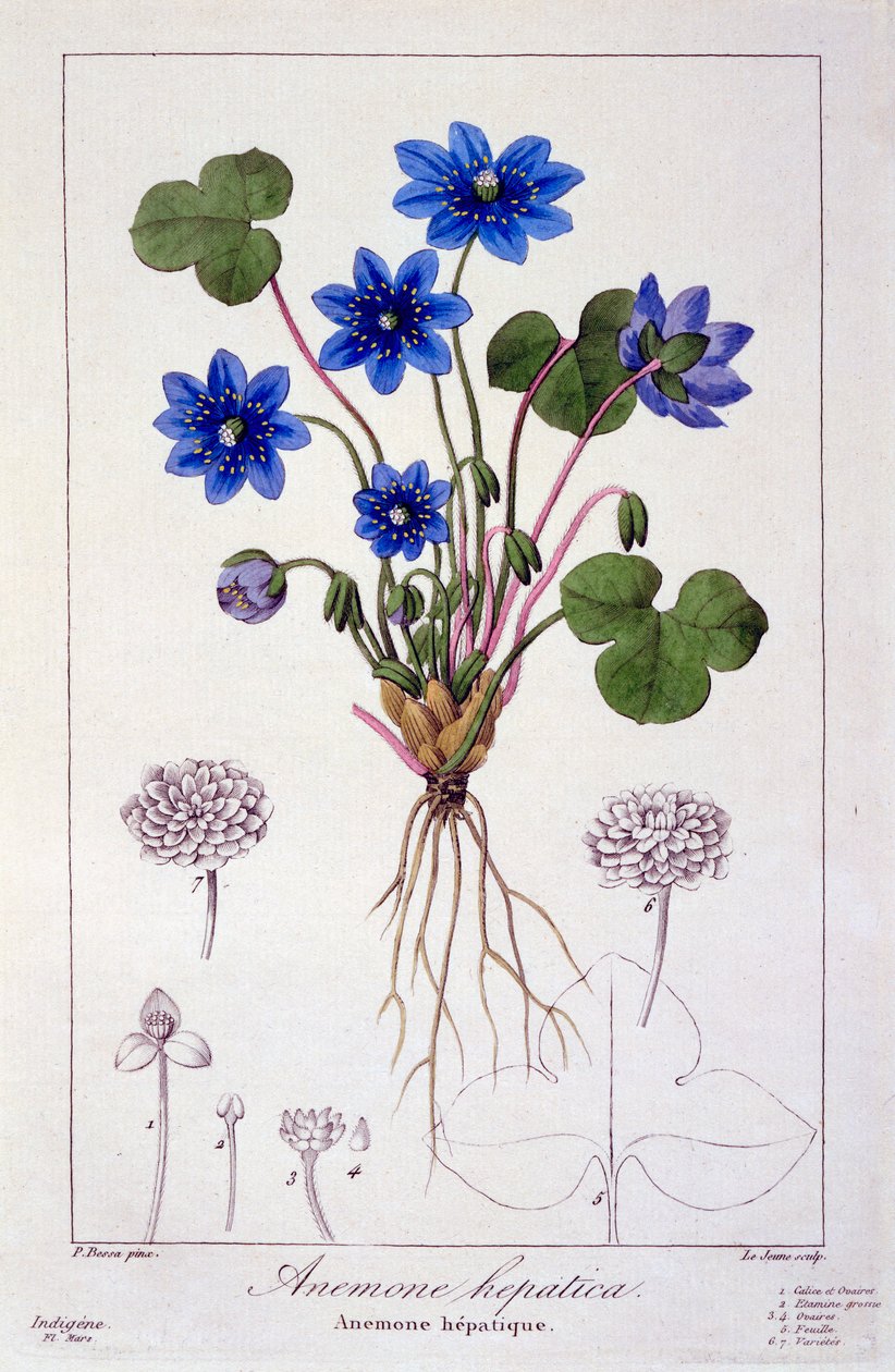 Hepatica nobilis, 1836 (el boyaması gravür) by Pancrace Bessa