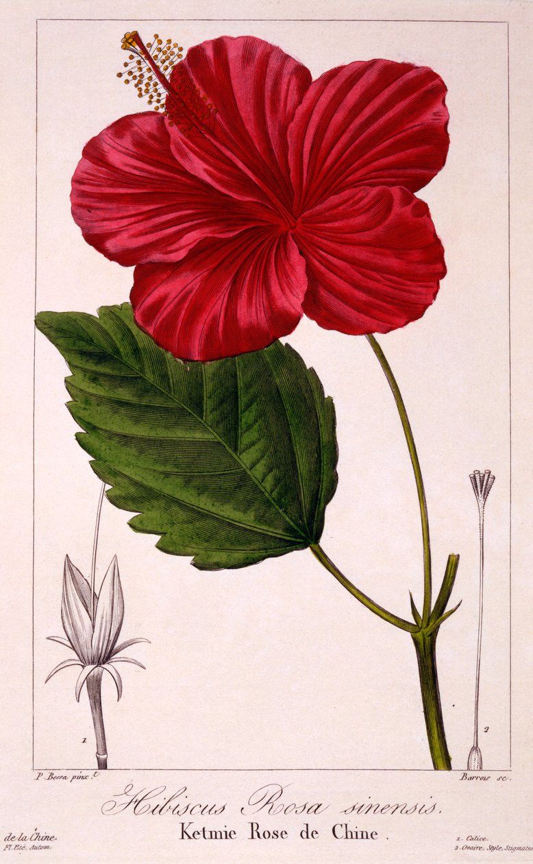 Hibiscus rosa-sinensis, 1836 (el boyaması gravür) by Pancrace Bessa